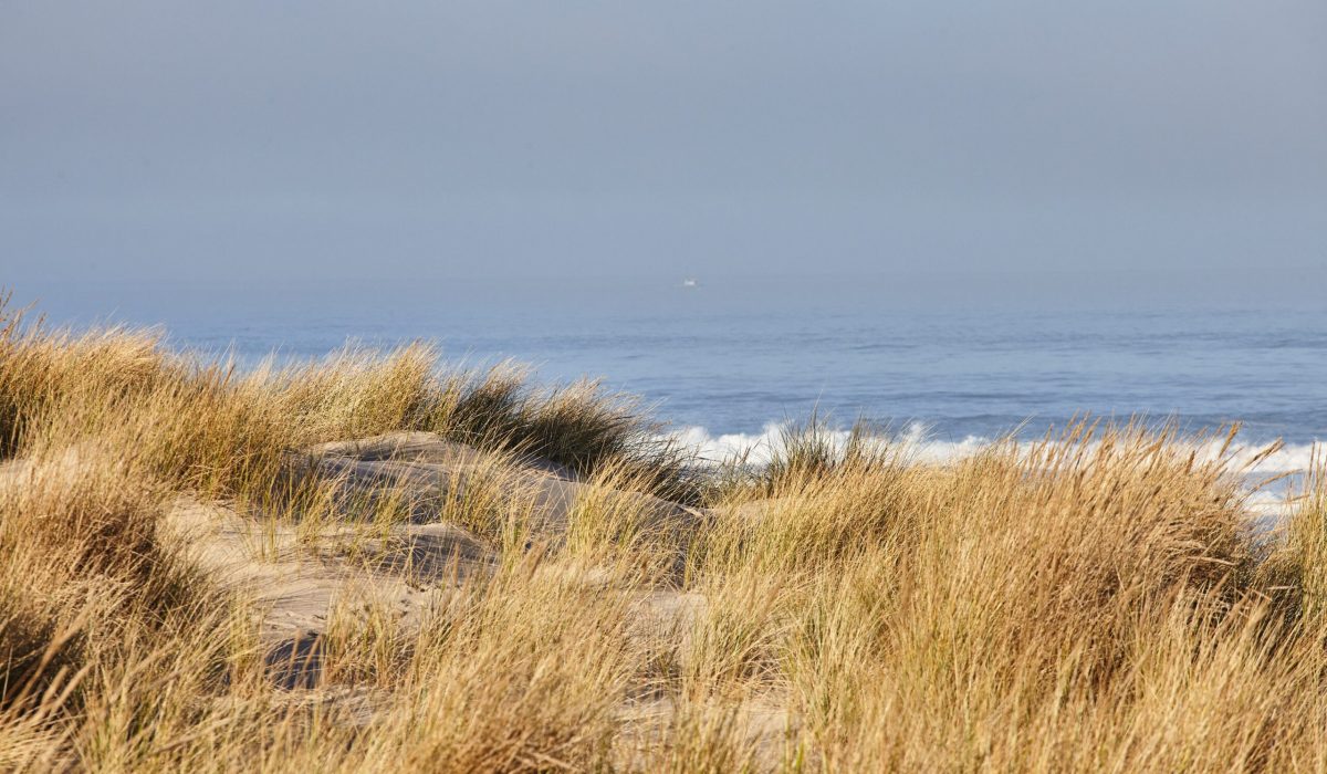 scenery-beachgrass-morning-cannon-beach-oregon-scaled.jpg